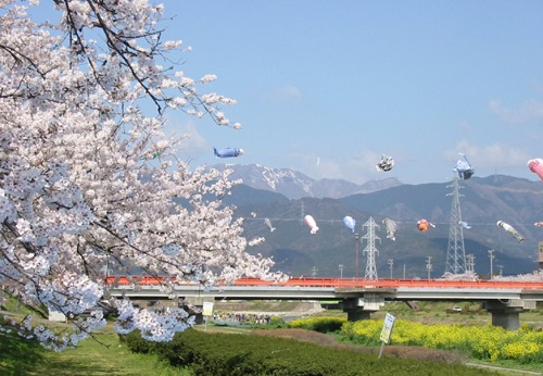 垂井町桜と鯉のぼり