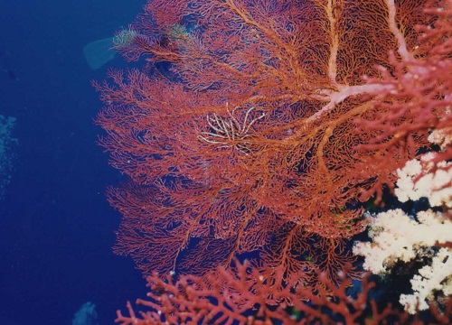 赤サンゴ